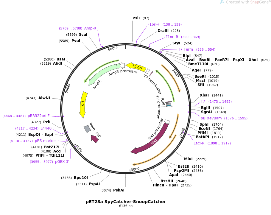 pET28a SpyCatcher-SnoopCatcher质粒图谱